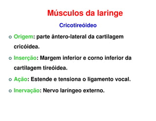 Músculos da laringe
                 Cricotireóideo

Origem: parte ântero-lateral da cartilagem
cricóidea.

Inserção: Margem inferior e corno inferior da
cartilagem tireóidea.

Ação: Estende e tensiona o ligamento vocal.

Inervação: Nervo laríngeo externo.
 