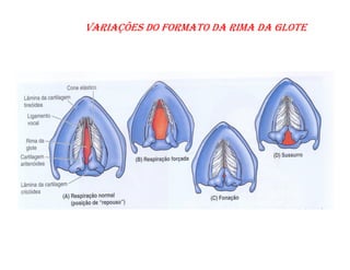 VARIAÇÕES DO FORMATO DA RIMA DA GLOTE
 