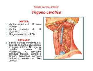 Região cervical anterior

                     Trígono carótico

          LIMITES:
Ventre superior do M. omo-
hióideo
Ventre     posterior do M.
digástrico
Margem anterior do ECM

         Conteúdo:
Bainha carótica contendo a A.
carótida comum e seus ramos,
V. jugular interna, N. vago, A.
carótida       externa,      N.
hipoglosso,     N.   acessório,
glândula tireóide, laringe e
faringe, linfonodos cervicais
profundos, ramos do plexo
cervical
 