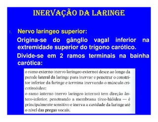 INERVAÇÃO DA LARINGE

1.   Nervo laríngeo superior:
     Origina-se do gânglio vagal inferior na
     extremidade superior do trígono carótico.
     Divide-se em 2 ramos terminais na bainha
     carótica:
 