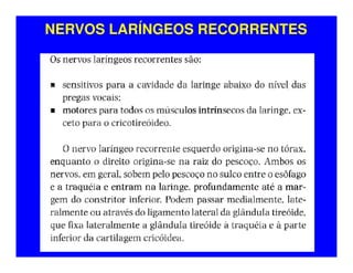 NERVOS LARÍNGEOS RECORRENTES
 