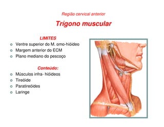 Região cervical anterior

                     Trígono muscular

            LIMITES
Ventre superior do M. omo-hióideo
Margem anterior do ECM
Plano mediano do pescoço

            Conteúdo:
Músculos infra- hióideos
Tireóide
Paratireóides
Laringe
 