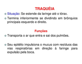 TRAQUÉIA
Situação: Se estende da laringe até o tórax.
Termina inferiormente se dividindo em brônquios
principais esquerdo e direito.

                   Funções
Transporta o ar que entra e sai dos pulmões.

Seu epitélio impulsiona o mucus com resíduos das
vias respiratórias em direção à faringe para
expulsão pela boca.
 