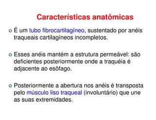 Características anatômicas
É um tubo fibrocartilagíneo, sustentado por anéis
traqueais cartilagíneos incompletos.

Esses anéis mantém a estrutura permeável: são
deficientes posteriormente onde a traquéia é
adjacente ao esôfago.

Posteriormente a abertura nos anéis é transposta
pelo músculo liso traqueal (involuntário) que une
as suas extremidades.
 