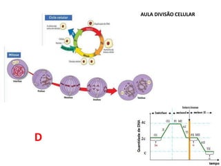AULA DIVISÃO CELULAR
D
 
