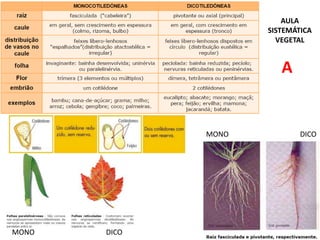 MONO DICO
MONO DICO
A
AULA
SISTEMÁTICA
VEGETAL
 
