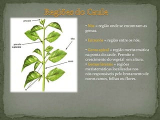  Seiva Bruta = água e sais minerais