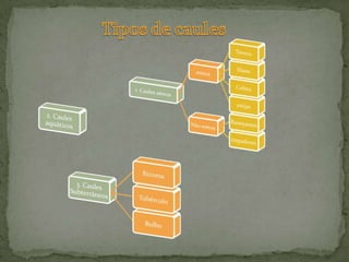  Seiva Elaborada = água, sais minerais e glicoseTransporte de seiva bruta e seiva  elaborada