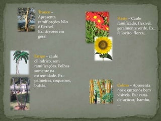 Regiões do CauleNós = região onde se encontram as gemas.