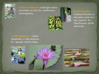 Entrenós = região entre os nós.