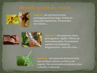 Gemas laterais = regiões meristemáticas localizadas nos nós responsáveis pelo brotamento de novos ramos, folhas ou flores. 