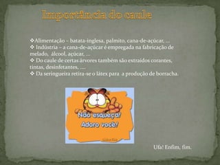 2. Caules aquáticosTipos de caules