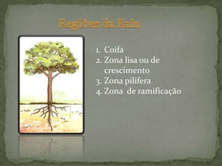  Fixar a planta.Regiões da RaizCoifaZona lisa ou de crescimentoZona pilíferaZona  de ramificação