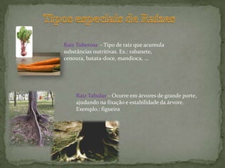 Tipos especiais de RaízesRaiz Tuberosa  - Tipo de raiz que acumula substâncias nutritivas. Ex.: rabanete, cenoura, batata-doce, mandioca, ...Raiz Tabular – Ocorre em árvores de grande porte, ajudando na fixação e estabilidade da árvore. Exemplo.: figueira