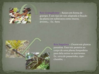 Raiz Grampiforme– Raízes em forma de grampo. É um tipo de raiz adaptada à fixação da planta em substratos como muros, árvores,..  Ex.: heraRaiz Sugadora – Ocorre em plantas parasitas. Essa raiz penetra no corpo de uma planta hospedeira para dela retirar os nutrientes.Ex.: erva de passarinho, cipó-chumbo, ...