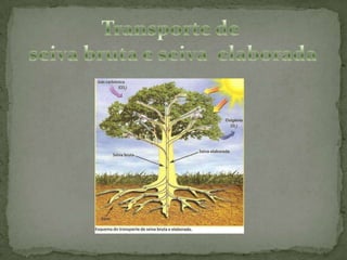  Conduzir  substâncias da raiz até as folhas ( seiva bruta) e das folhas até a raiz ( seiva elaborada).