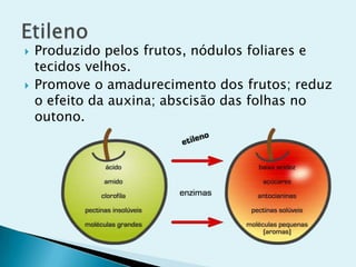  Produzido pelos frutos, nódulos foliares e
tecidos velhos.
 Promove o amadurecimento dos frutos; reduz
o efeito da auxina; abscisão das folhas no
outono.
 