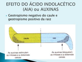  Geotropismo negativo do caule e
geotropismo positivo da raiz
 