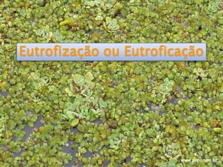 Eutrofização ou Eutroficação
 