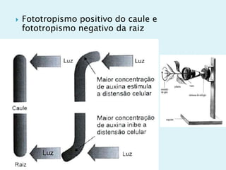  Fototropismo positivo do caule e
fototropismo negativo da raiz
 