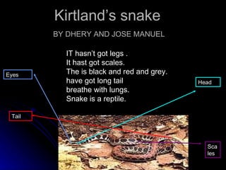 Kirtland’s snake   BY DHERY AND JOSE MANUEL IT hasn’t got legs . It hast got scales. The is black and red and grey. have got long tail   breathe with lungs.  Snake is a reptile. Head Tail Scales Eyes 