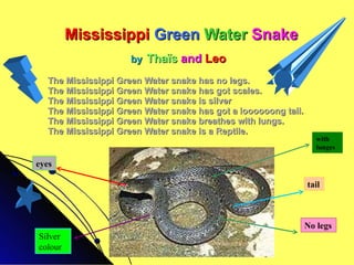 Mississippi  Green   Water   Snake by   Thaïs  and  Leo   The Mississippi Green Water snake has no legs. The Mississippi Green Water snake has got scales. The Mississippi Green Water snake is silver  The Mississippi Green Water snake has got a loooooong tail. The Mississippi Green Water snake breathes with lungs. The Mississippi Green Water snake is a Reptile. eyes tail No legs with lunges Silver colour 