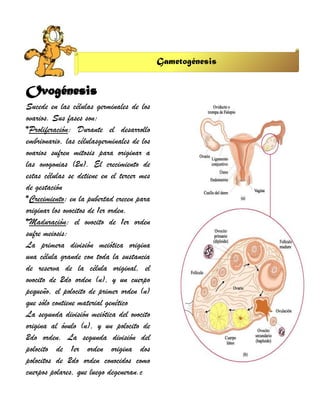 Gametogénesis


Ovogénesis
Sucede en las células germinales de los
ovarios. Sus fases son:
*Proliferación: Durante el desarrollo
embrionario, las célulasgerminales de los
ovarios sufren mitosis para originar a
las ovogonias (2n). El crecimiento de
estas células se detiene en el tercer mes
de gestación
*Crecimiento: en la pubertad crecen para
originar los ovocitos de 1er orden.
*Maduración: el ovocito de 1er orden
sufre meiosis:
La primera división meiótica origina
una célula grande con toda la sustancia
de reserva de la célula original, el
ovocito de 2do orden (n), y un cuerpo
pequeño, el polocito de primer orden (n)
que sólo contiene material genético
La segunda división meiótica del ovocito
origina al óvulo (n), y un polocito de
2do orden. La segunda división del
polocito de 1er orden origina dos
polocitos de 2do orden conocidos como
cuerpos polares, que luego degeneran.c
 
