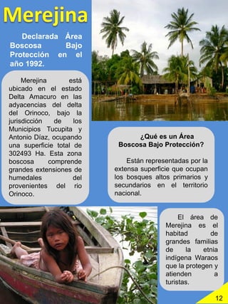 12
¿Qué es un Área
Boscosa Bajo Protección?
Están representadas por la
extensa superficie que ocupan
los bosques altos primarios y
secundarios en el territorio
nacional.
Declarada Área
Boscosa Bajo
Protección en el
año 1992.
Merejina está
ubicado en el estado
Delta Amacuro en las
adyacencias del delta
del Orinoco, bajo la
jurisdicción de los
Municipios Tucupita y
Antonio Díaz, ocupando
una superficie total de
302493 Ha. Esta zona
boscosa comprende
grandes extensiones de
humedales del
provenientes del rio
Orinoco.
El área de
Merejina es el
habitad de
grandes familias
de la etnia
indígena Waraos
que la protegen y
atienden a
turistas.
 
