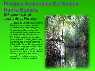O Laguna de La Restinga, conforma
la unión entre la parte oriental y
occidental de la Isla de Margarita,
también conocida con el nombre
de Península de Macanao, Posee
una temperatura aproximada de
28° C. Esta laguna está formada
principalmente por manglares, como
el mangle rojo, el negro, el blanco y
el botoncillo. En las llanuras costeras
se pueden observar especies como
el dividive, el abrojo, el afilito, el rabo
de zorro, la brusca, el cardón común,
el cardón yaunero, el hueso de
pescado, el cautaro, el guamacho,
el orégano, la retama y el olivo
 