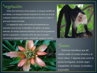 *vegetación:
Estos dos hermosos cerros poseen un bosque xerófilo en
sus faldas y un bosque húmedo tropical en la cima, en el cual
cualquier visitante puede perderse sino no tiene a su lado un
guía que conozca el lugar.
La vegetación está conformada principalmente por
especies como el cují, el clavellino, el cujicito y el yaque.
Además, de ciertas especies arbóreas como son el guatacare,
ajicitos y guayacán; y arbustos entre los que se pueden
mencionar el algodón de seda, campanilla, guaitoco, túa-túa,
orégano y cadillo de perro.
*fauna:
Entre los mamíferos que allí
habitan están el conejo silvestre y el
mono cebus. Y algunas aves como la
pavita hormiguera, el tordo negro
margariteño, el oripopo, la tortolita y
el gonzalito.
 