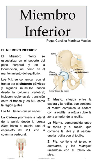 Miembro
Inferior
03/08/2017 Podologia Cientifica Revista 5
EL MIEMBRO INFERIOR
El Miembro Inferior se
especializa en el soporte del
peso corporal y en la
locomoción, así como en el
mantenimiento del equilibrio.
Los M.I. se comunican con el
tronco por el cinturón pélvicos
y algunos músculos nacen
desde la columna vertebral;
incluyen regiones de transición
entre el tronco y los M.I. como
la región glútea.
Los M.I. tienen cuatro partes:
La Cadera prominencia lateral
de la pelvis desde la cresta
iliaca hasta el muslo, une el
esqueleto del M.I. con la
columna vertebral.
El Muslo, situada entre la
cadera y la rodilla, que contiene
el fémur: comunica la cadera
con la rodilla, la rotula cubre la
zona anterior de la rodilla.
La Pierna, comprendida entre
la rodilla y el tobillo, que
contiene la tibia y el peroné:
une la rodilla con el tobillo.
El Pie, contiene el tarso, el
metatarso, y las falanges;
uniéndose con el tobillo del
pies.
Pdga. Carolina Martínez Macías
 
