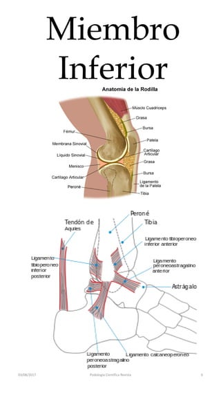 03/08/2017 Podologia Cientifica Revista 6
Miembro
Inferior
 