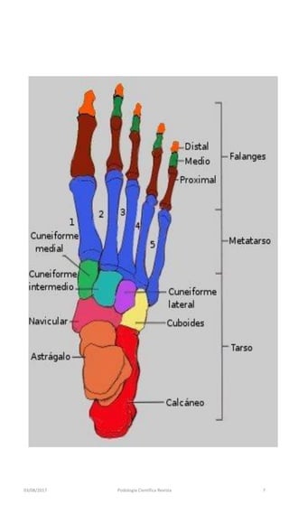 03/08/2017 Podologia Cientifica Revista 7
 