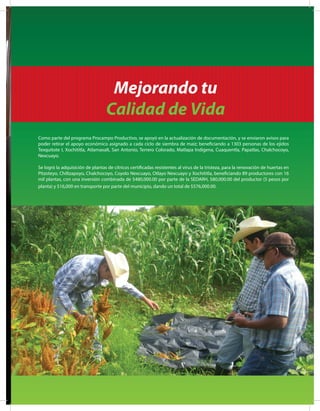 Mejorando tu
Calidad de Vida
Como parte del programa Procampo Productivo, se apoyó en la actualización de documentación, y se enviaron avisos para
poder retirar el apoyo económico asignado a cada ciclo de siembra de maíz; beneficiando a 1303 personas de los ejidos
Texquitote I, Xochititla, Atlamaxalt, San Antonio, Terrero Colorado, Matlapa Indígena, Cuaquentla, Papatlas, Chalchocoyo,
Nexcuayo.
Se logró la adquisición de plantas de cítricos certificadas resistentes al virus de la tristeza, para la renovación de huertas en
Pitzoteyo, Chiltzapoyo, Chalchocoyo, Coyolo Nexcuayo, Otlayo Nexcuayo y Xochititla, beneficiando 89 productores con 16
mil plantas, con una inversión combinada de $480,000.00 por parte de la SEDARH, $80,000.00 del productor (5 pesos por
planta) y $16,000 en transporte por parte del municipio, dando un total de $576,000.00.
 