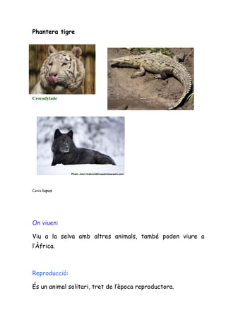 Phantera tigre




Crocodylade




Canis lupus




On viuen:

Viu a la selva amb altres animals, també poden viure a
l’Àfrica.



Reproducció:

És un animal solitari, tret de l’època reproductora.
 