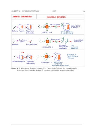 CATEDRA Nº 1 DE FISIOLOGIA HUMANA                  2007                              15




Figura Nº 1: Sistema de defensa inespecífico: Fagocitosis, Sistema del complemento
       Abbas AK, Litchman AH; Pober JS. Inmunología celular y molecular- 1999
 