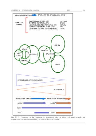 CATEDRA Nº 1 DE FISIOLOGIA HUMANA                           2007              24




Fig. Nº 3: Esquema de la organización jerárquica de los stem cells comparando su
capacidad de autorrenovación y el estado del ciclo celular.
 