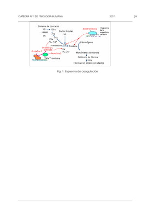CATEDRA Nº 1 DE FISIOLOGIA HUMANA                            2007   29




                            Fig. 1: Esquema de coagulación
 