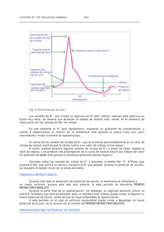 CATEDRA Nº 1 DE FISIOLOGIA HUMANA                                          2007




           Fig. 9: Potencial de acción

                Los c a na le s d e K + , q ue in i c i a n s u a pe r t ur a en e l v a l o r u mb r a l , r ea l i z a n e sta a p er tur a en
f or m a mu y le n t a, de m an e r a q u e a l ca n z a n e l e s ta d o d e a b i ert o to t a l, r e c ié n en e l mom e n to d e
i n a c t i v a c ió n d e l o s c a na l es d e N a + de vo lt a je.

            E n e s e mo me n t o e l K + sa l e r á p i da me n t e, s i g u i en d o s u gr adie n t e de c on c e n tr a c ió n , y
v u e l v e a neg a t i v i z ar s e e l i n t er i or de l a m em br a n a . Este período se marca como una curva
descendente y recibe el nombre de repolarización.

              E l c i e r r e d e lo s c a n a le s de v o l t a je d e K + , qu e s e p r o d u c e a pr o x im a d am en t e e n e l v a lo r de
v o l t a j e d e r ep o s o , p er m i te q ue l a c é l ul a v u e l va a su v a l or d e vol t a j e in i c i a l r e p o s o.
              A v e c e s , q ued a n a b i er to s a l g un o s ca na l e s de v o lt aje d e K + , a p e s ar de hab e r l l e ga d o a l
v a l o r de r e poso , y se pro du c e un a pr o lo n g a c ió n d e l a c ur v a d e r e p o l ar i z a c ió n p or d e ba j o de l v a l or
d e po t en cia l d e reposo. Este período se denomina potencial ulterior negativo.

            C er r a do s to do s l o s ca n a le s d e v o l ta je d e K + y a ct u a nd o la bom b a Na + K + A T P a sa ( q u e
expulsa el Na + q u e e n tr ó a l a c é l u l a y r e c up er a e l K + q u e e s ca pó , d ur an t e e l p o t e n c ia l d e a c c i ó n ) ,
s e r e c u per a e l e s ta d o i n ici a l d e l a cé lu l a e x c it a b le.

PERIODOS REFRACTARIOS

             D ur an t e c a s i t o d o e l d e s arr o l l o d e l p ot en c i a l de a c c ió n , la me mb r a n a e s r e fra ct ar i a a
u n n u e vo est í m u lo , au nq u e e s te se a m u y po te n t e. A e s te p er í od o se d e n om i na PERIODO
REFRACTARIO ABSOLUTO.
             D ur an t e l a pa r t e f i n a l d e l a r ep o l ar i za c i ó n , s i n em b ar go , u n s e g u nd o e s t ím u l o u mb r a l n o
a l t er a e l f enó m e no qu e est á s u c ed i e nd o , per o un e s t í mu l o m á s i n t e n so p ued e v o l v er a dis p a r ar u n
n u e v o p ot e n ci a l d e a c c i ón, a nt e s d e q ue s e h a y a c om p l e ta d o l a r e p o l ar i z a c ió n.
             A e s t e p er íod o , e n e l c ua l u n e s t ím ul o s u pr au mb r a l p ue d e vo lve r a de s c ar g a r u n n ue vo
p o t en c i a l d e a c c i ó n , s e lo c o n o ce c on e l n om br e d e PERIODO REFRACTARIO RELATIVO.

PROPAGACION DEL POTENCIAL DE ACCION
 