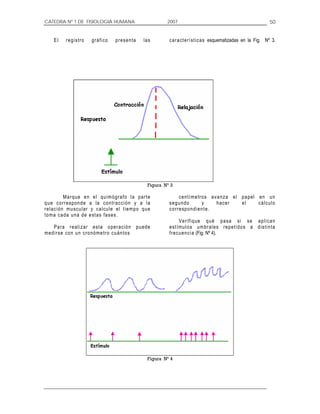 CATEDRA Nº 1 DE FISIOLOGIA HUMANA                                     2007                                                        50


     El     r e g ist ro   g r á f ico   p r e se n ta      la s       ca r a ct er í st ica s esquematizadas en la Fig. Nº 3.




                                                              Figura Nº 3

              M ar q ue e n e l q u im ó gr afo l a par t e                    c e n t ím e tr o s a v a n z a e l p a p e l e n u n
q u e c or r e s po n d e a la c o n tr a c c i ón y a l a             s e g u nd o            y      hacer        el        cálculo
r e l a c ió n m u scu l a r y c a l cu l e e l t ie mpo q u e         c o r r e sp o nd i en t e .
t o m a c a da un a de e st a s fa s e s .
                                                                               V e r if i q ue q u é p a s a si s e a p l i c a n
     Pa ra r e a liza r e st a o pe r a ció n            p u ede       e s t í mu l o s um br a l e s r epe t i d o s a d is t i n t a
m e d ir s e c o n u n cr o nó me tr o c u án t o s                    f r e c u e n c ia (Fig. Nº 4).




                                                              Figura Nº 4
 