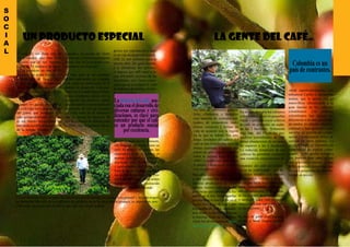 6 7
S
O
C
I
A
L
un producto especial
El café es sin duda uno de
los productos que más tiene
relación con el ser humano.
Cerca de 25 millones de famil-
ias lo producen en más de 50
países de las zonas tropicales y
subtropicales de Asia, África,
y Latinoamérica. Incluso hay
zonas productoras de café en
Estados Unidos (Hawai, Puerto
Rico) y Australia.
Aunque los países productores
de café cada vez consumen más
del grano que producen, han
sido primordialmente los país-
es del mundo desarrollado los
más tradicionales consumidores
de la bebida. Estados Unidos,
la gente del café
Alrededor del café en Colom-
bia se ha conformado una de
las redes sociales con mayor
diversidad de culturas y rasgos
en los que están incluidas difer-
entes comunidades indígenas,
afro-descendientes y herederos
de los colonos de origen blanco
o mestizo, todos con diversas
manifestaciones culturales en-
tre las regiones.
Se trata de gente cuya música,
acento y hasta lengua pueden
No sólo de contrastes geográ-
ficos, climáticos y naturales
sino también de contraste cul-
turales, de costumbres, tradi-
ciones, creencias y formas de
vida de acuerdo con la región
en la que se habite. Sin em-
bargo, alrededor del cultivo del
café se han forjado una serie de
firmes creencias y valores que
tienen un gran impacto no sólo
sobre la calidad final del café
100% Colombiano sino sobre
la pasión y dedicación asociada
con su cultivo.
Pocos consumidores conocen,
sin embargo, de dónde viene su
café. El árbol y su entorno, las
características de su cultivo, el
manejo agronómico y procesos
asociados con la recolección
y post-cosecha son claves a la
hora de determinar la calidad y
los atributos del producto. Pro-
ducir un buen café es un arduo
trabajo pocas veces reconocido
y suficientemente valorado.
Canadá y los países del Norte
de Europa, y más recientemente
Brasil, son los principales con-
sumidores en el mundo.
Se trata pues de un producto
globalizado desde sus orígenes,
con zonas de producción en el
mundo en desarrollo y de con-
sumo en el mundo desarrollado.
Pocos productos, quizá con la
excepción del petróleo, tienen
una dimensión internacional tan
importante no sólo en términos
de valor total de la industria,
que se estima en cerca de 90
mil de millones de dólares para
el 2008, sino en términos de in-
gresos por exportación a país-
es en vías de desarrollo (aprox.
US$ 22 mil millones para el
mismo año). De igual manera,
y a diferencia del petróleo,
el ingreso por café nutre e ir-
riga diferentes sectores de las
sociedades, con claras conse-
cuencias en la calidad de vida
de millones de familias de pro-
ductores rurales.
La historia del café, aso-
ciadaconeldesarrollode
diversas culturas y civi-
lizaciones, es clave para
entender por qué el café
es un producto soscial
por excelencia.
Es por ello importante conocer las clasificaciones de calidad del producto en general y de cada origen
en particular.Más allá de sus atributos de calidad y de la forma como se produce, es importante tam-
bién tener en cuenta que el café es más que una simple bebida.
Colombia es un
país de contrastes.
Para empezar es bueno record-
ar que existen más de 563,000
familias productoras de café
habitan nuestro país desde las
provincias que limitan con Ec-
uador, en el Sur, hasta aquellas
que bordean el mar Caribe en el
Norte. A lo largo de casi 3,000
kilómetros de valles interandi-
nos, desde el extremo Sur hasta
el extremo Norte de Colombia,
viven los productores en nues-
tras regiones cafeteras.
En su gran mayoría los cafeteros
colombianos viven en pequeñas
fincas o parcelas cuyos cultivos
de café, en promedio, no super-
an las 2 hectáreas. Solamente
algo más del 5% de los pro-
ductores colombianos de café
tienen plantaciones de un tama-
ño superior a las 5 hectáreas.
La reducida dimensión de sus
cultivos ha permitido mantener
una vocación esencialmente fa-
variar significativamente, con
influencia Caribe o claramente
andina, que le aporta con su
maravillosa idiosincrasia a la
gran familia de los cafeteros
colombianos. Los cafeteros
colombianos han dejado sus
diferencias a un lado para traba-
jar unidos en obtener objetivos
comunes y han aprendido a de-
sarrollar un espíritu de colabo-
ración y comunitario difícil de
replicar en otros ámbitos. La
gente del café en Colombia ha
desarrollado un espíritu comu-
nitario y de acción colectiva
que también hace parte de sus
más preciados valores, y que
le ha permitido desarrollar am-
biciosos programas de sosteni-
bilidad en acción.
 