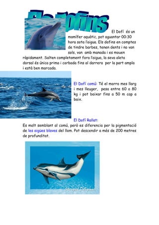 El Dofí és un
                           mamífer aquàtic, pot aguantar 00:30
                           hora sota l’aigua. Els dofins en comptes
                           de tindre barbes, tenen dents i no van
                           sols, van amb manada i es mouen
ràpidament. Salten completament fora l’aigua, la seva aleta
dorsal és única prima i corbada fins al darrera per la part ampla
i està ben marcada.



                              El Dofí comú: Té el morro mes llarg
                              i mes lleuger, pesa entre 60 o 80
                              kg i pot baixar fins a 50 m cap a
                              baix.




                               El Dofí Rallat:
Es molt semblant al comú, però es diferencia per la pigmentació
de les aigües blaves del llom. Pot descendir a més de 200 metres
de profunditat.
 