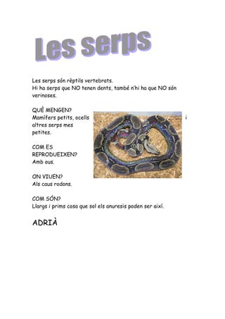 Les serps són rèptils vertebrats.
Hi ha serps que NO tenen dents, també n’hi ha que NO són
verinoses.

QUÈ MENGEN?
Mamífers petits, ocells                                    i
altres serps mes
petites.

COM ES
REPRODUEIXEN?
Amb ous.

ON VIUEN?
Als caus rodons.

COM SÓN?
Llargs i prims cosa que sol els anuresis poden ser així.


ADRIÀ
 