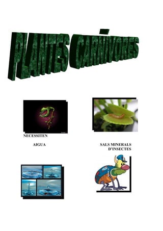 NECESSITEN

   AIGUA     SALS MINERALS
                D’INSECTES
 