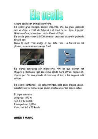 Alguns ocells son animals carnívors.
Els ocells grua mengen peixos, insectes, etc. La grua japonesa
cria al Japó, a l’est de Siberià i al nord de la Xina, i passar
l’hivern a Core, al nord-est de la Xina i el Japó.
Els ocells grua tenen 25.000 plomes i una capa de greix gruixuda
sota la pell.
Quan fa molt fred amaga el bec sota l’ala, i a través de les
plomes, inspira un aire menys fred.




Els cignes cantaires són migratoris. N’hi ha que s’estan tot
l’hivern a Hokkaido (pel seu clima càlid). Però altres, només s’hi
aturen per fer una parada al camí cap al sud, a les regions més
càlides.

Els ocells cantaires, és caracteritzen pels seus òrgans vocals,
adaptats de tal manera que poden emetre diversos sons i notes.

El cigne cantaire:
Longitud: 1,50 m
Pes: 8 a 12 quilos.
Envergadura: 2,20 m
Velocitat: 60 o 70 km/h



ARES I MARC
 