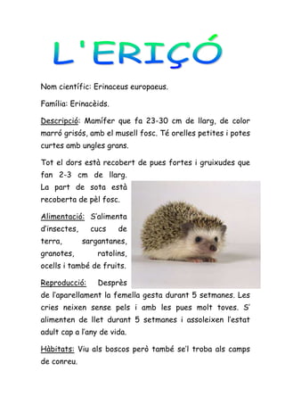Nom científic: Erinaceus europaeus.

Família: Erinacèids.

Descripció: Mamífer que fa 23-30 cm de llarg, de color
marró grisós, amb el musell fosc. Té orelles petites i potes
curtes amb ungles grans.

Tot el dors està recobert de pues fortes i gruixudes que
fan 2-3 cm de llarg.
La part de sota està
recoberta de pèl fosc.

Alimentació: S’alimenta
d’insectes,     cucs    de
terra,        sargantanes,
granotes,         ratolins,
ocells i també de fruits.

Reproducció:      Desprès
de l’aparellament la femella gesta durant 5 setmanes. Les
cries neixen sense pels i amb les pues molt toves. S’
alimenten de llet durant 5 setmanes i assoleixen l’estat
adult cap a l’any de vida.

Hàbitats: Viu als boscos però també se’l troba als camps
de conreu.
 