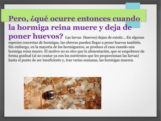 Pero, ¿qué ocurre entonces cuando
la hormiga reina muere y deja de
poner huevos? Las larvas (huevos) dejan de existir... En algunas
especies concretas de hormigas, las obreras pueden llegar a poner huevos también.
Sin embargo, en la mayoría de los hormigueros, se produce el caos cuando una
hormiga reina muere. El motivo no es otro que la alimentación, que se empobrece de
forma gradual (al no contar ya con los nutrientes que les proporcionan las larvas)
hasta el punto de ser insuficiente y, tras varias semanas, las hormigas mueren.
 