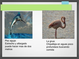Pez aguja:
Estrecho y allargado
puede hacer mas de dos
metros
La grua:
Chipalleja en aguas poco
profundaos buscando
comida
 
