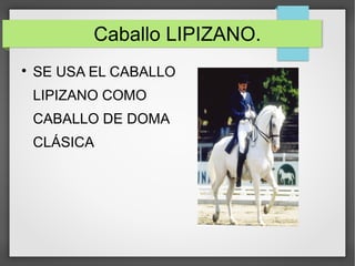Caballo LIPIZANO.

SE USA EL CABALLO
LIPIZANO COMO
CABALLO DE DOMA
CLÁSICA
 