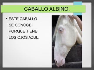 CABALLO ALBINO.

ESTE CABALLO
SE CONOCE
PORQUE TIENE
LOS OJOS AZUL.
 